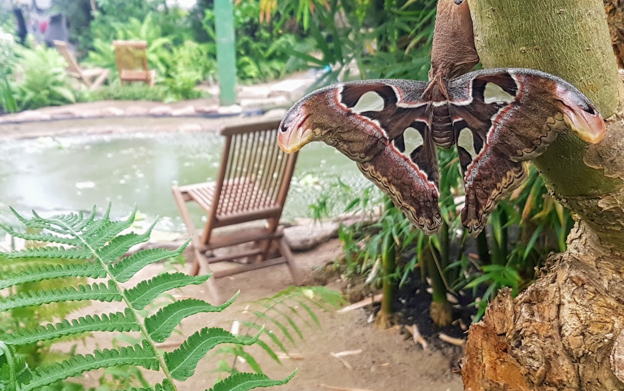 Tropische Schmetterlinge und Pflanzen im Schmetterlingspark Uslar - direkt gegenüber dem Badeland